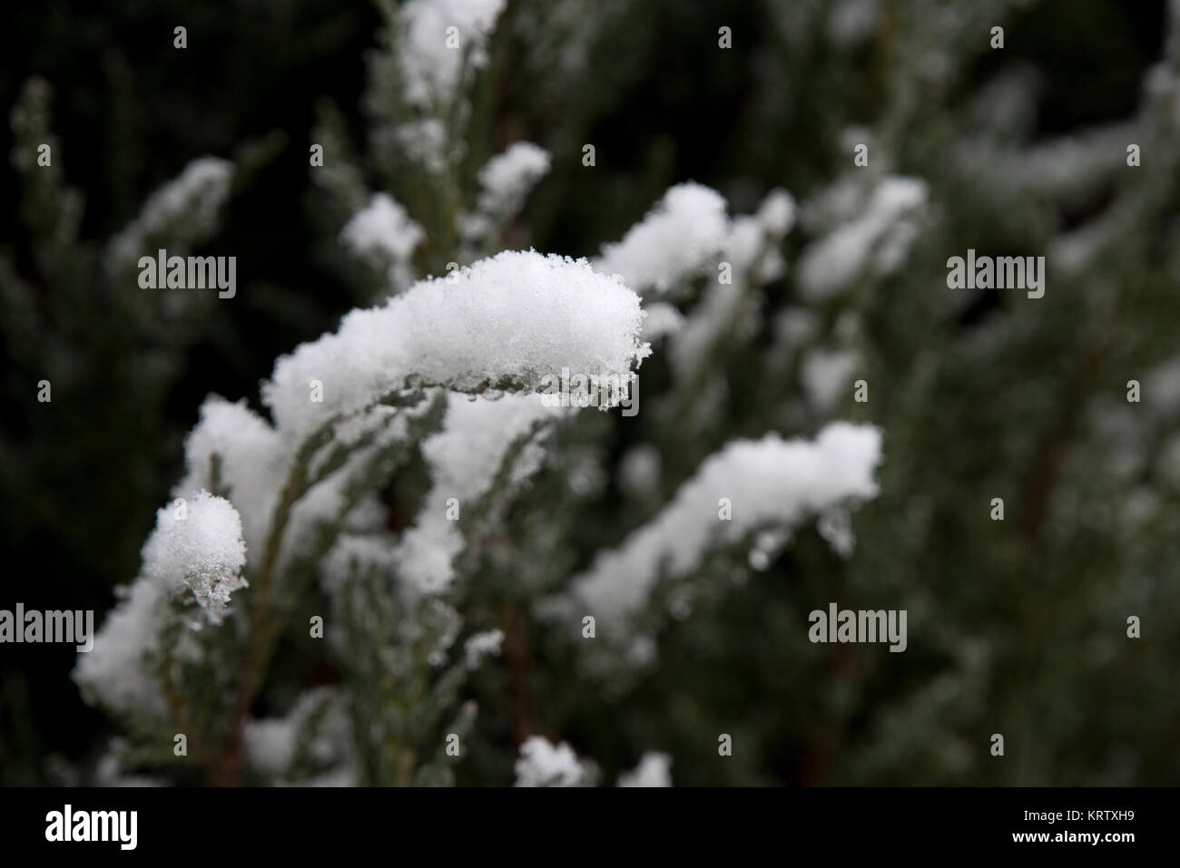 First fall tree during hi res stock photography and images Alamy