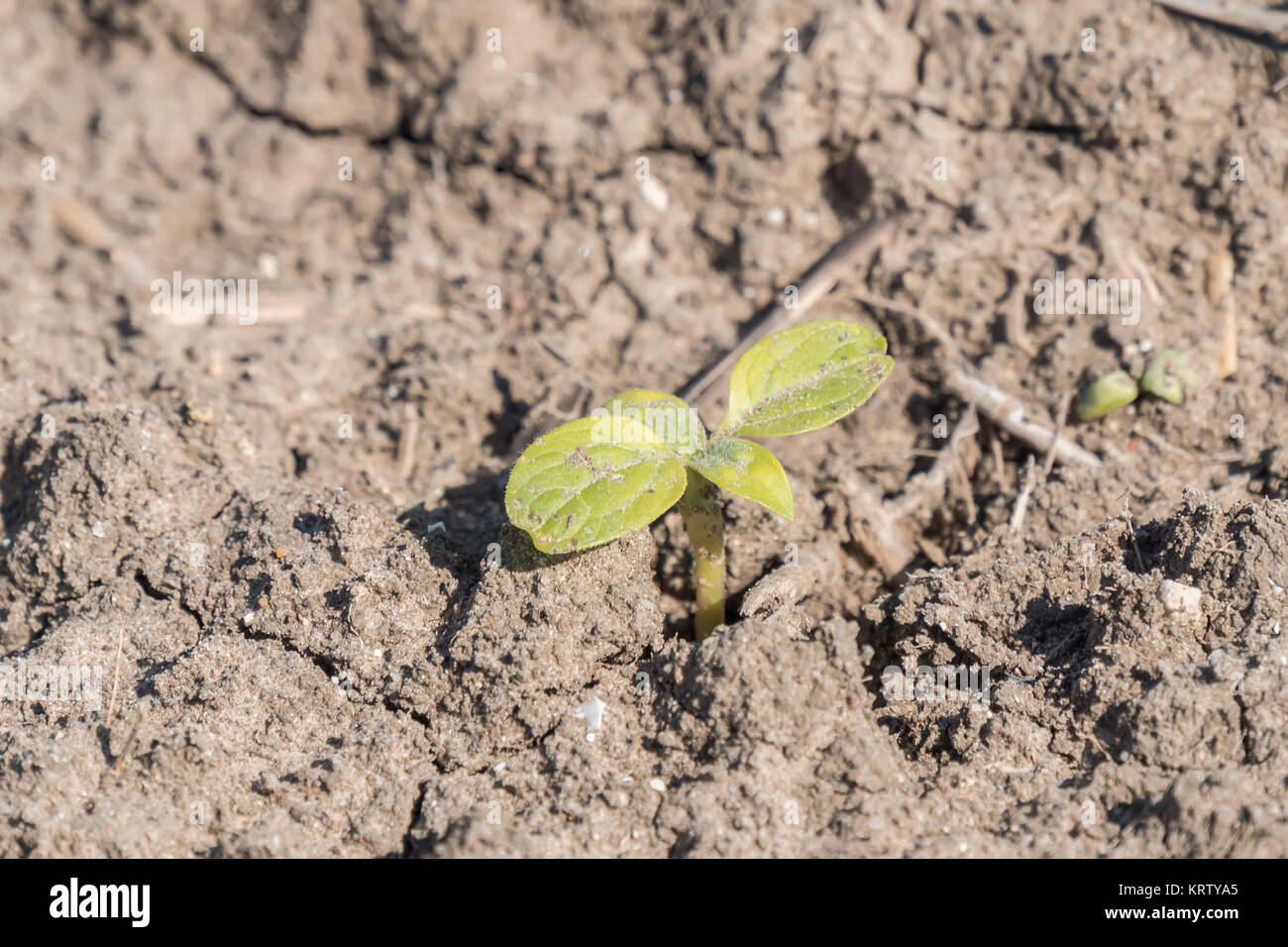 Plant sprout sunflower growing Stock Photo Alamy