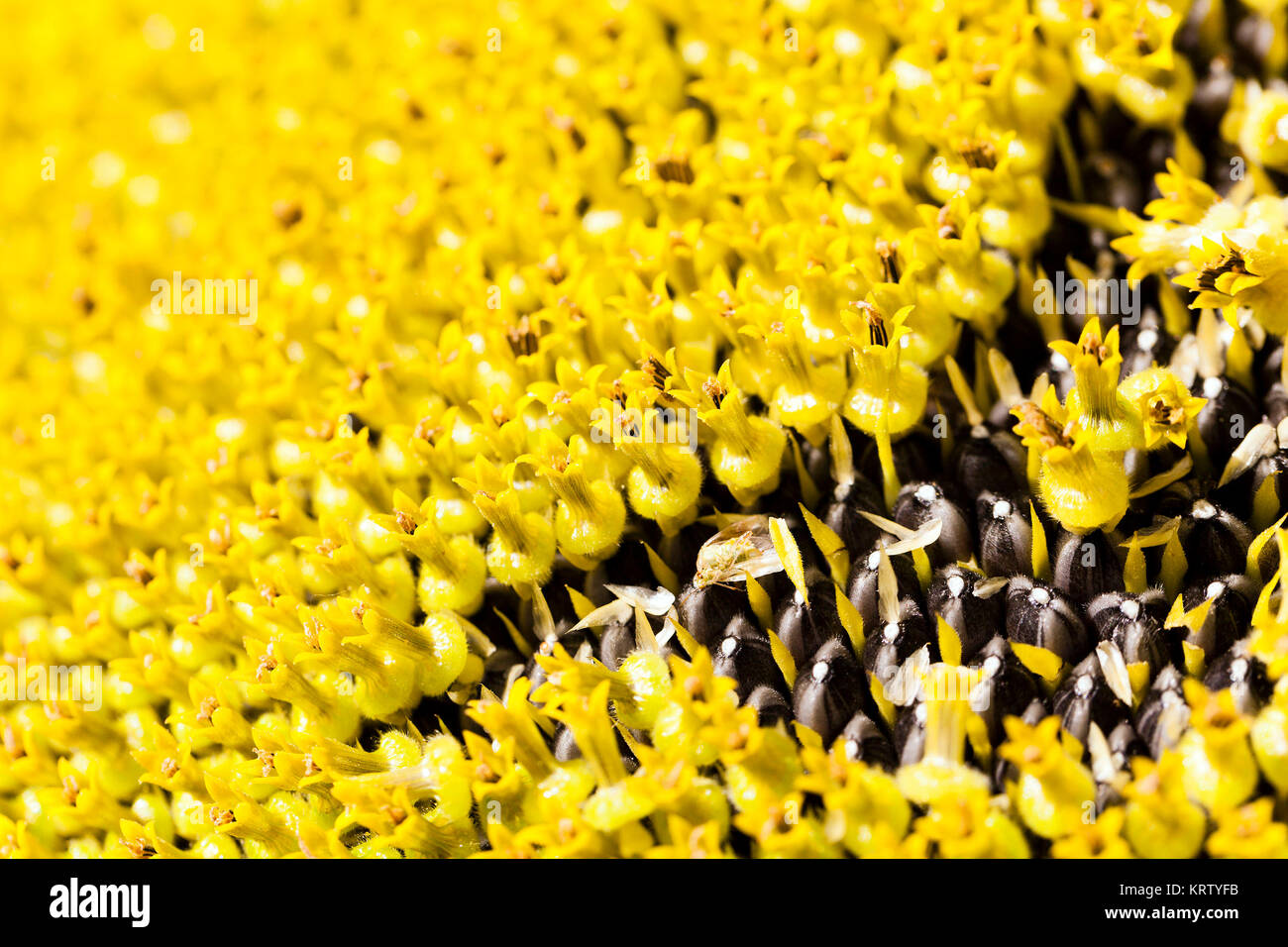 close up sun flower Stock Photo