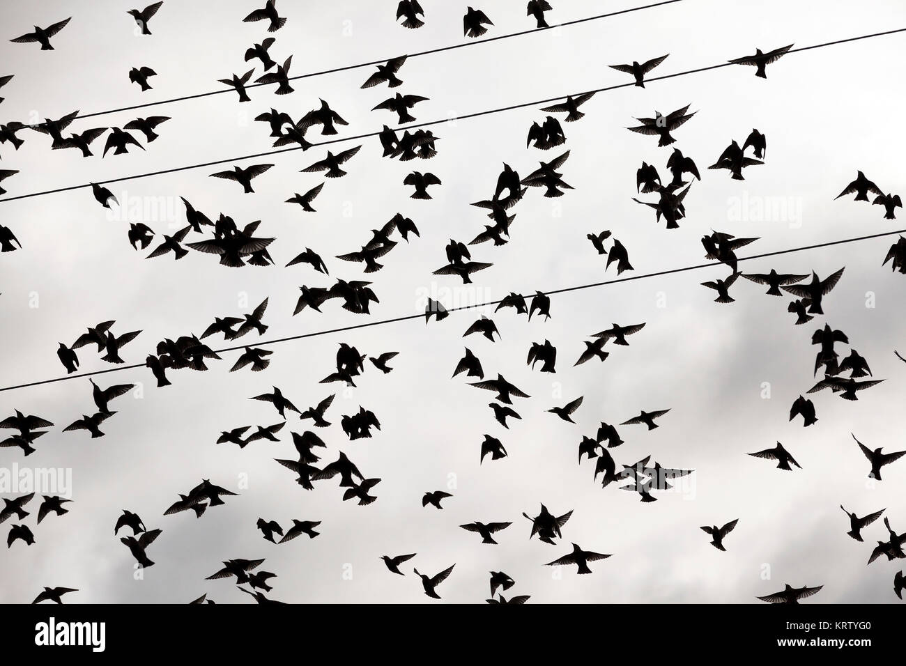 birds flying in the sky Stock Photo - Alamy