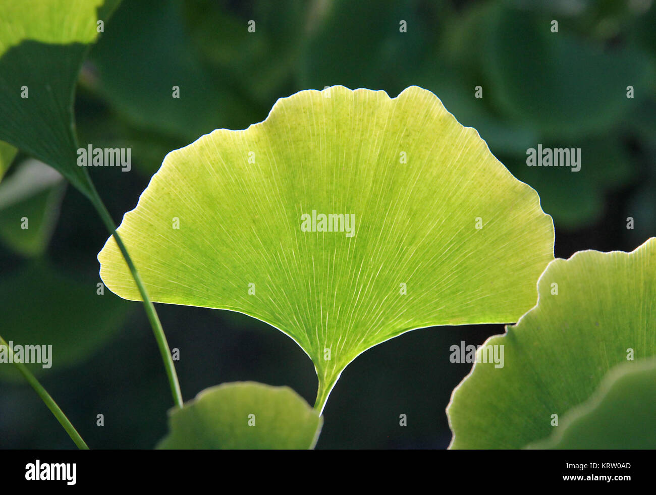 Ginkgo leaf medicine hires stock photography and images Alamy