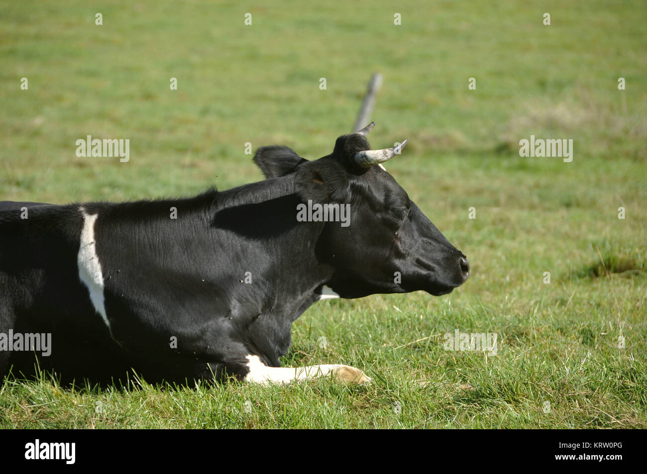 agriculture Stock Photo