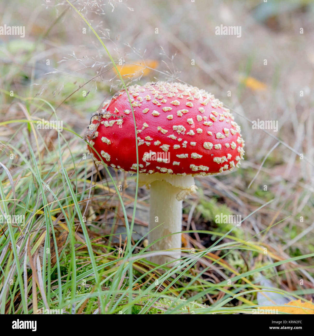 one young fly agaric on the forest floor Stock Photo