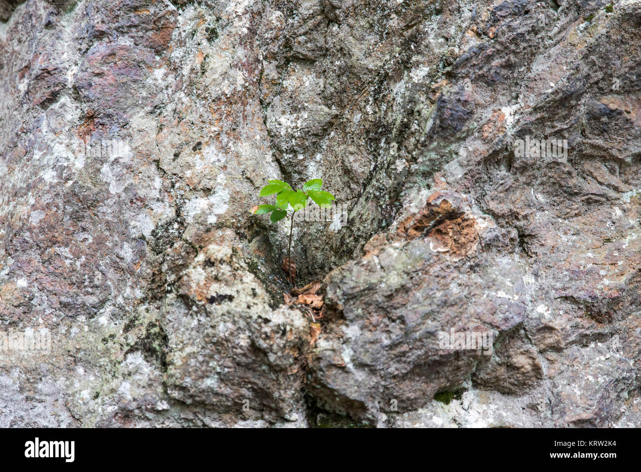 rock wall as background Stock Photo - Alamy