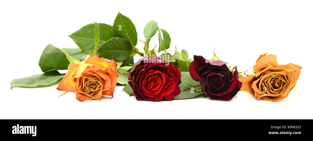 Row of four fading rose blooms Stock Photo - Alamy