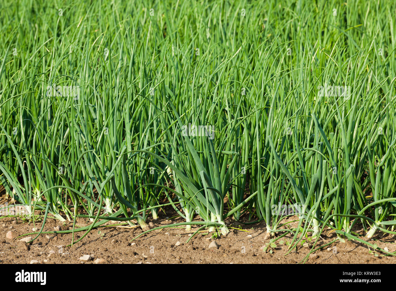 sprouts green onions Stock Photo Alamy