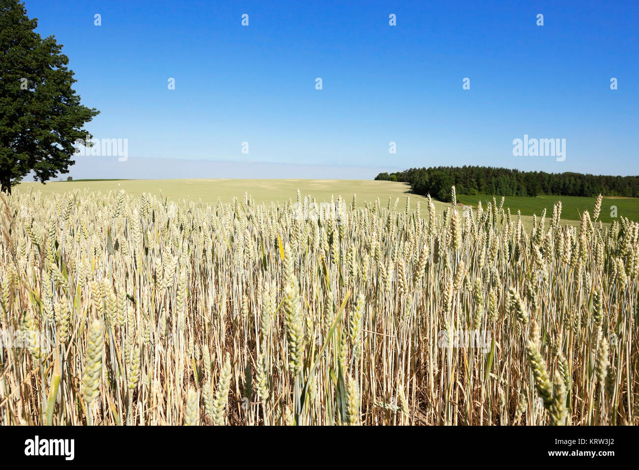 ripe yellow cereals Stock Photo - Alamy