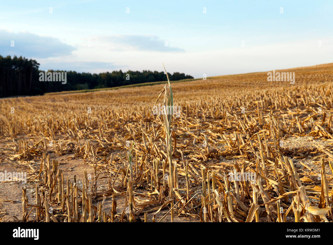 mature corn crop Stock Photo - Alamy