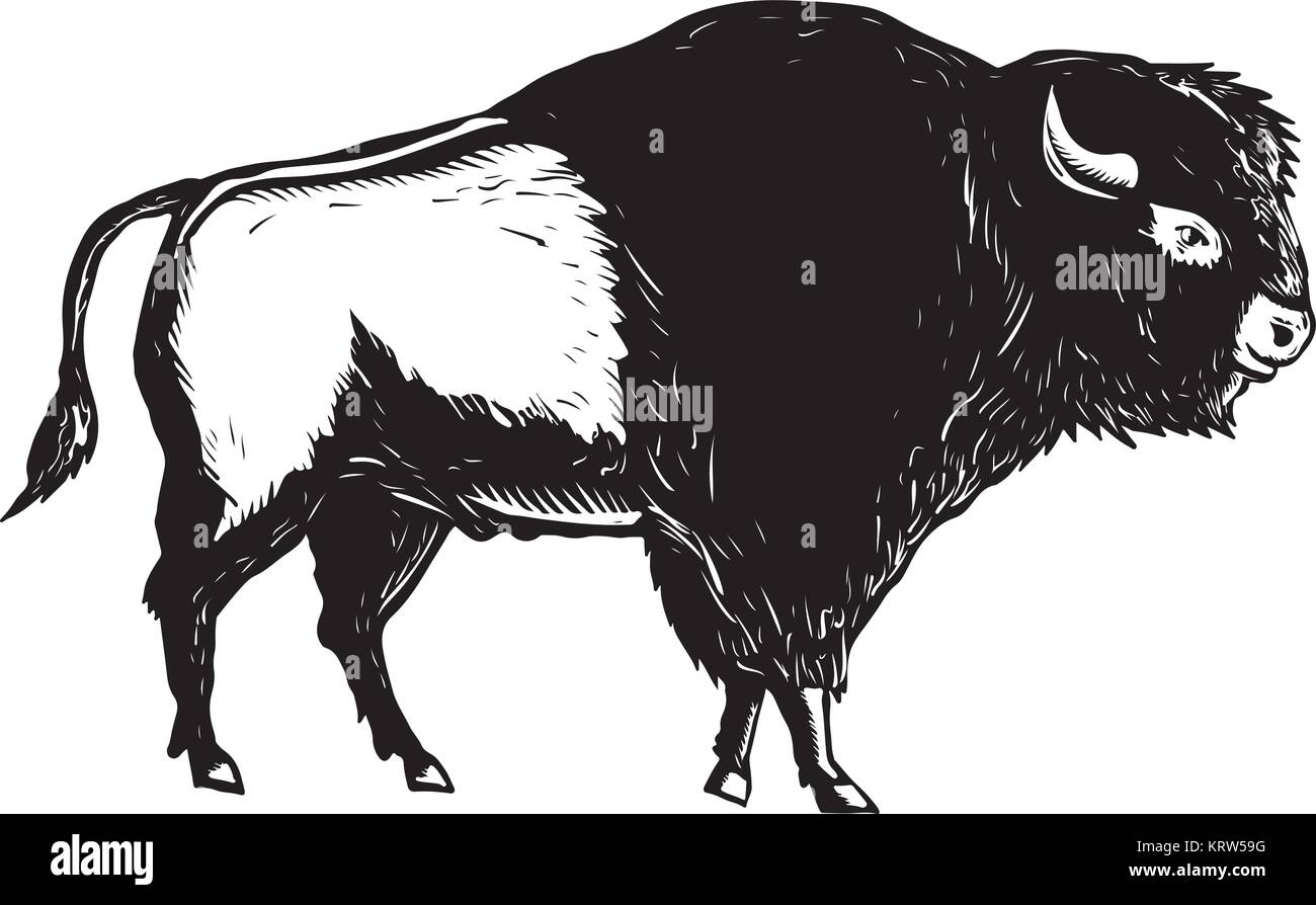 Retro woodcut style illustration of an American buffalo or bison viewed ...