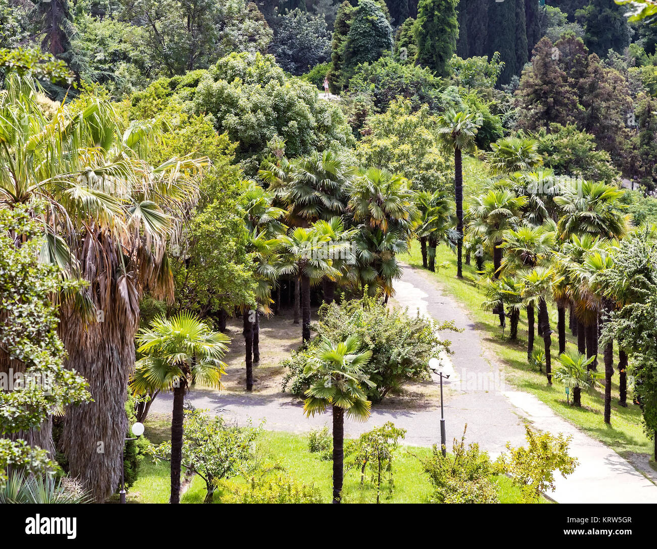 Arboretum of tropical and subtropical plants. Stock Photo