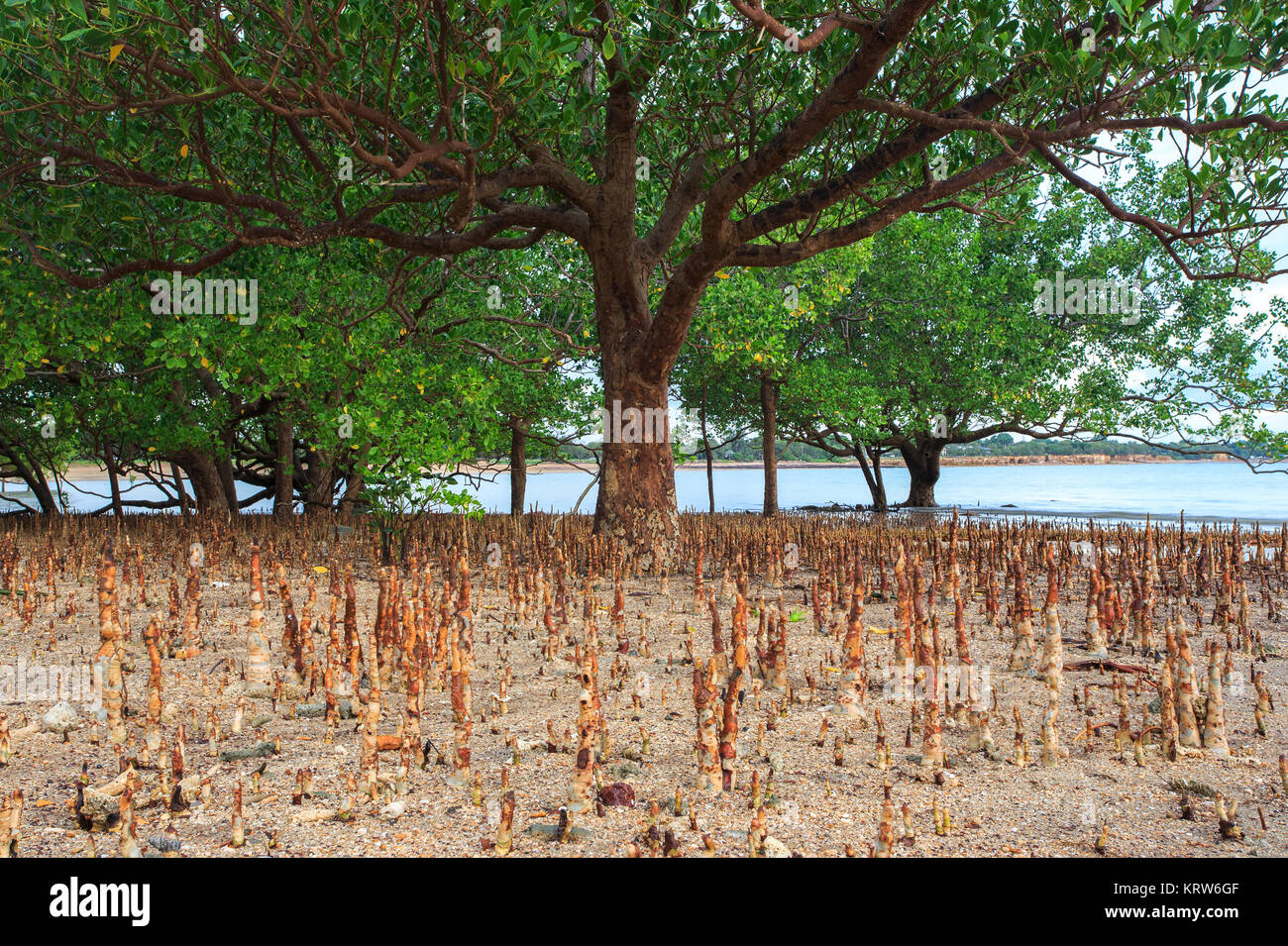 East Point Reserve, Darwin, NT Stock Photo Alamy