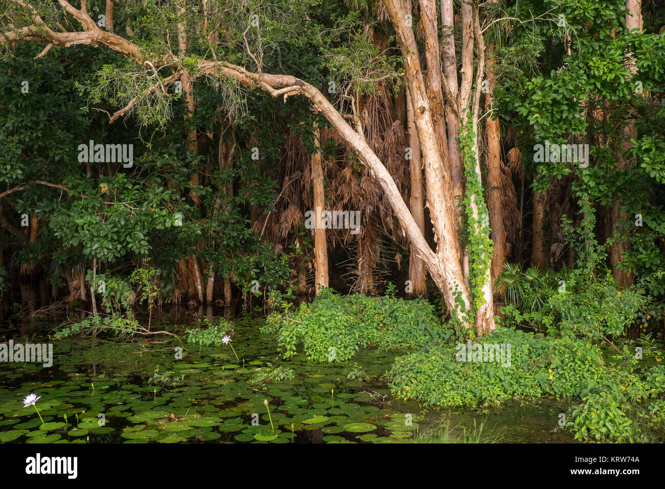 Fogg Dam, NT Stock Photo