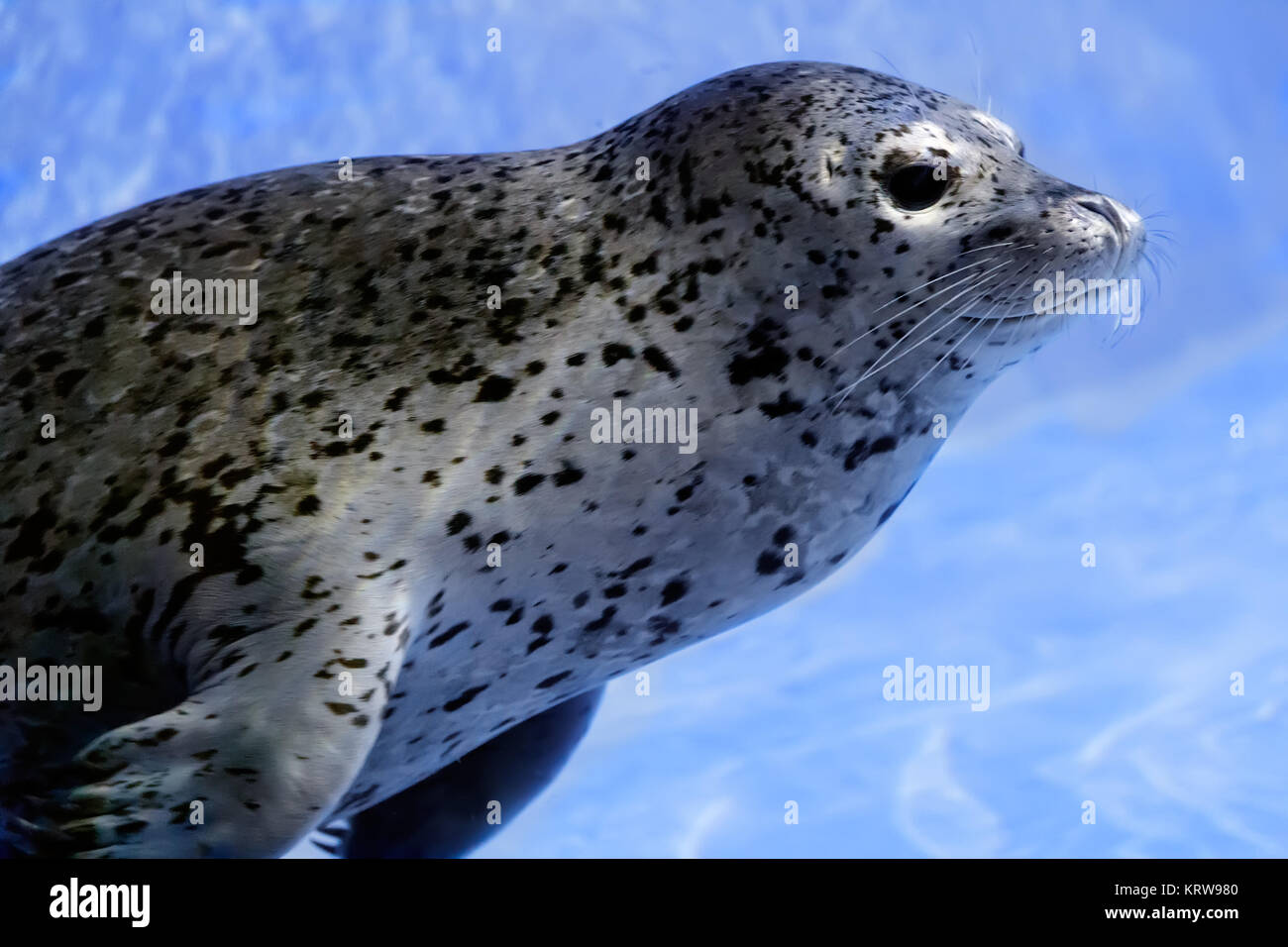 In the water floats a young seal. Stock Photo