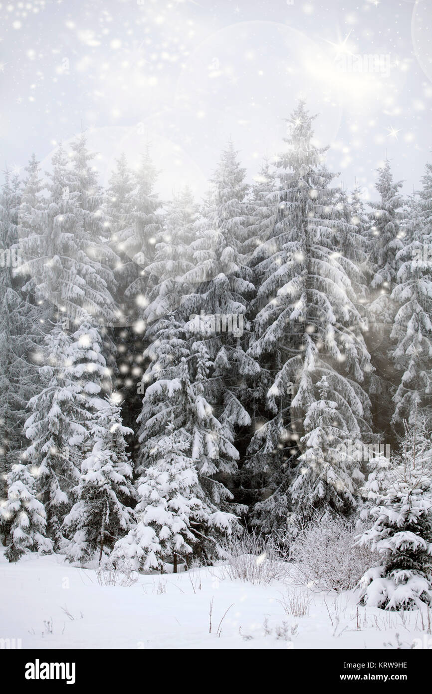 Winter landscape with snowy fir trees Stock Photo - Alamy