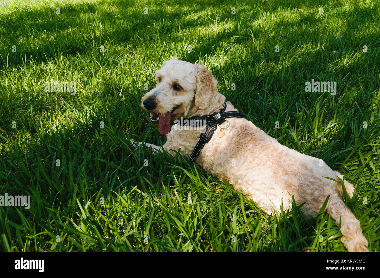 A happy dog lying on the grass with its tongue sticking out Stock Photo ...