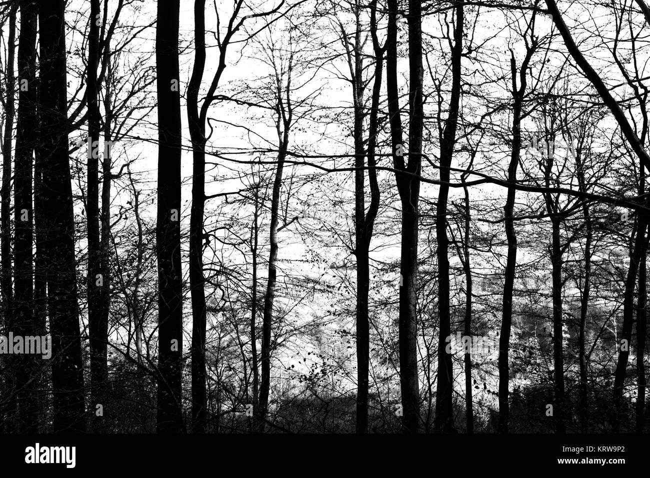 The dark forest book Black and White Stock Photos & Images - Alamy