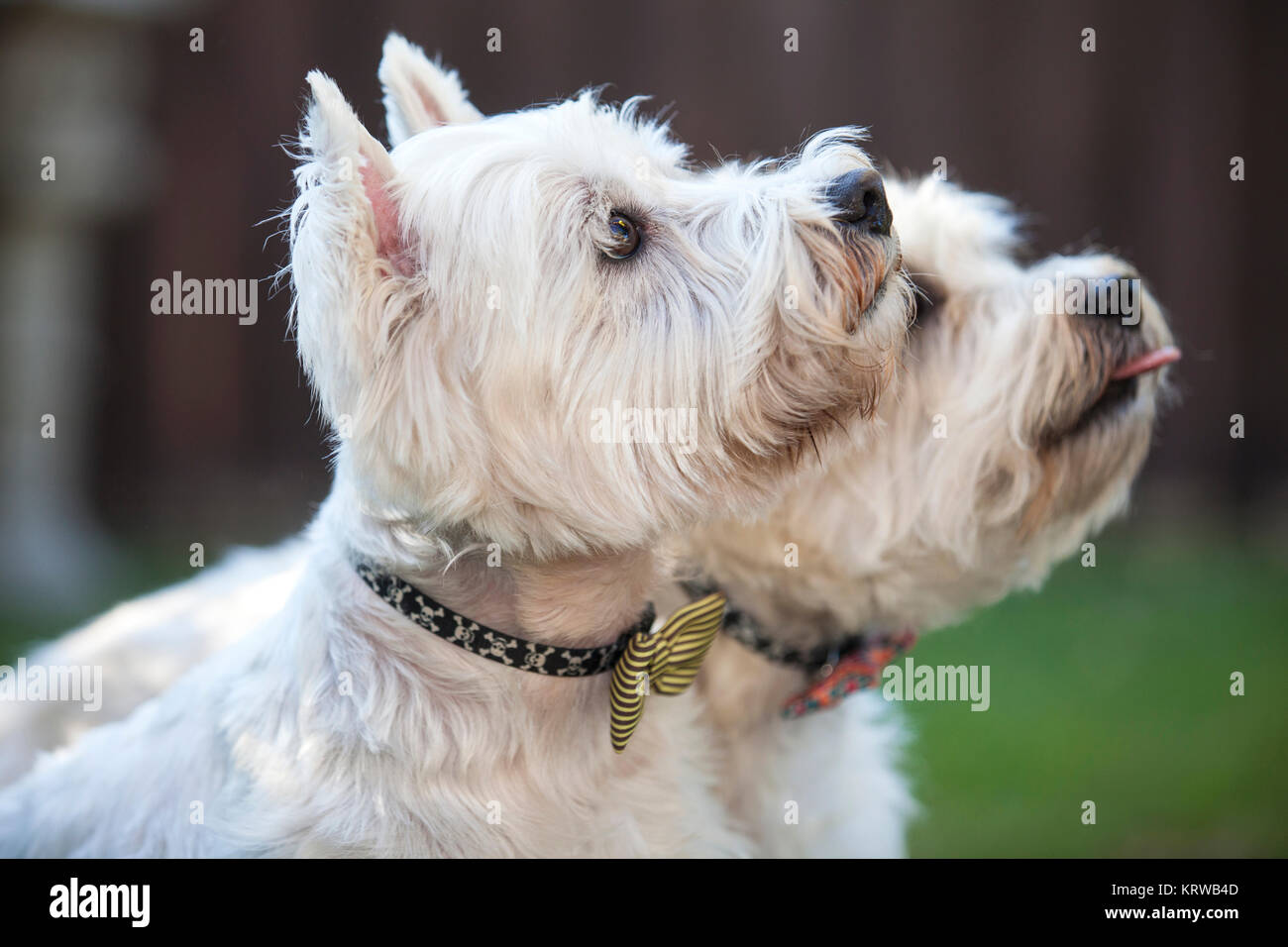 Two white canine friends posing outdoors Stock Photo