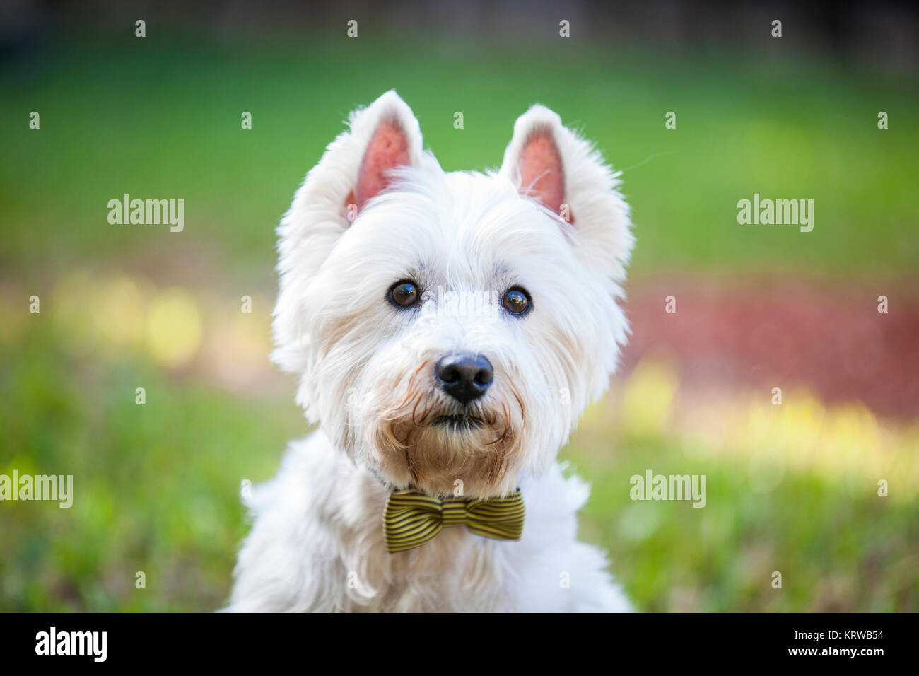 westie bow tie