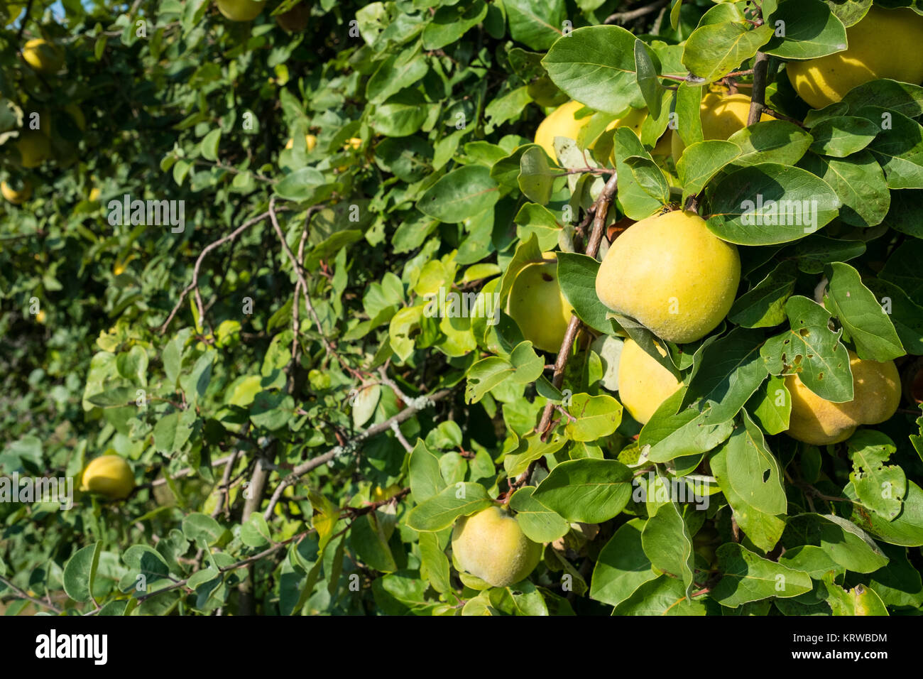 Quitte Gelb Und Reif An Einem Baum Mit Grunem Laub Stock Photo
