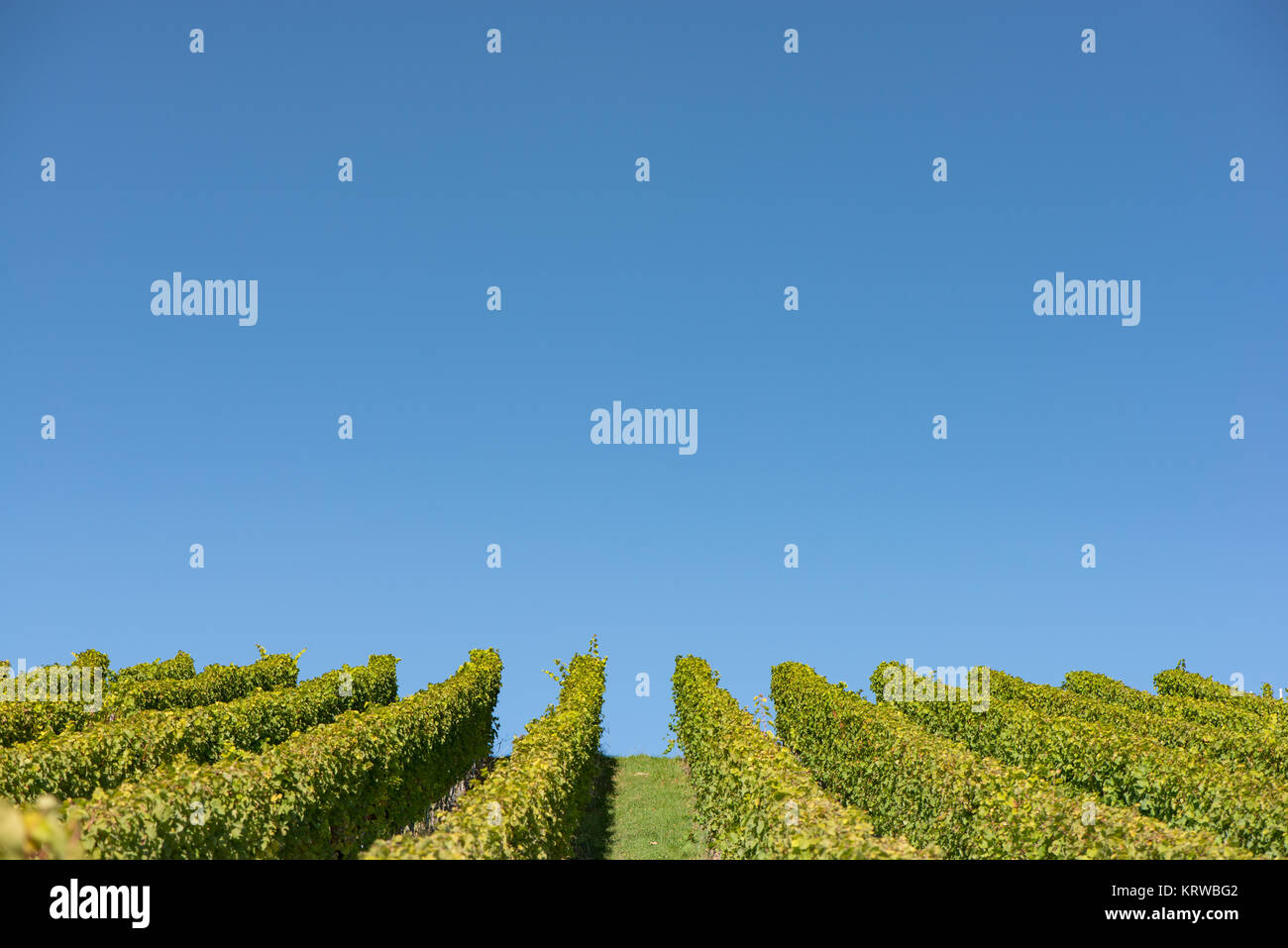Weinberg mit wolkenlosen blauen Himmel im Querformat Stock Photo