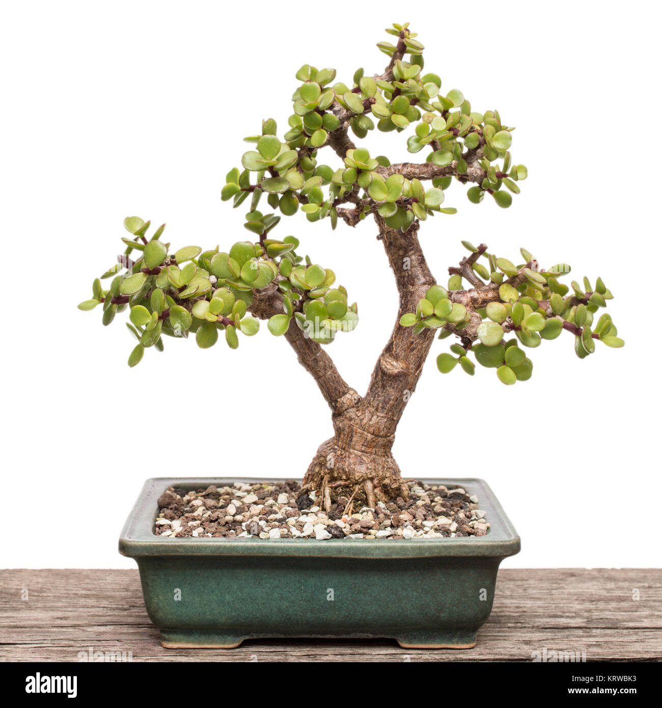 bacon tree (portulacaria afra) as a bonsai tree Stock Photo