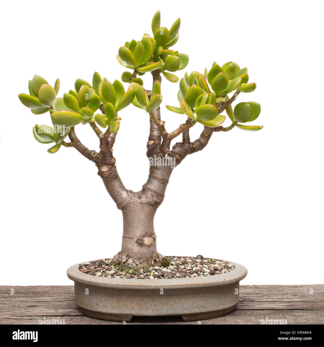 penny tree (crassula ovata) as a bonsai tree Stock Photo