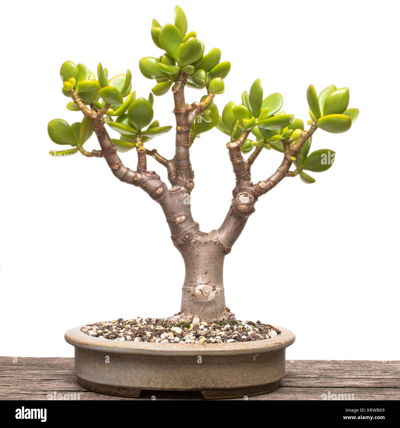 crassula ovata bonsai tree Stock Photo