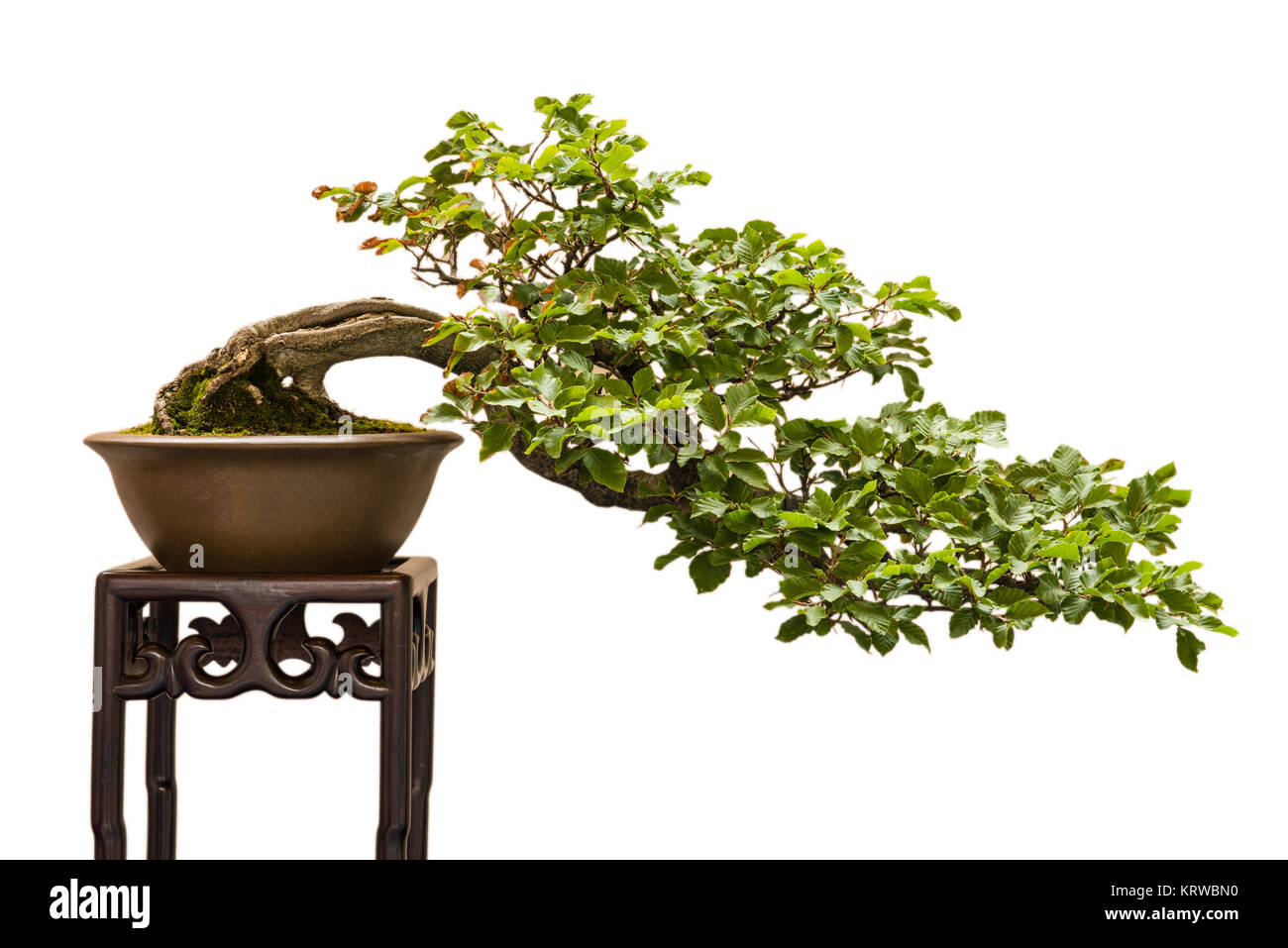 Buche (Fagus sylvatica) als Bonsai Baum und Halbkaskade gestaltet Stock  Photo - Alamy