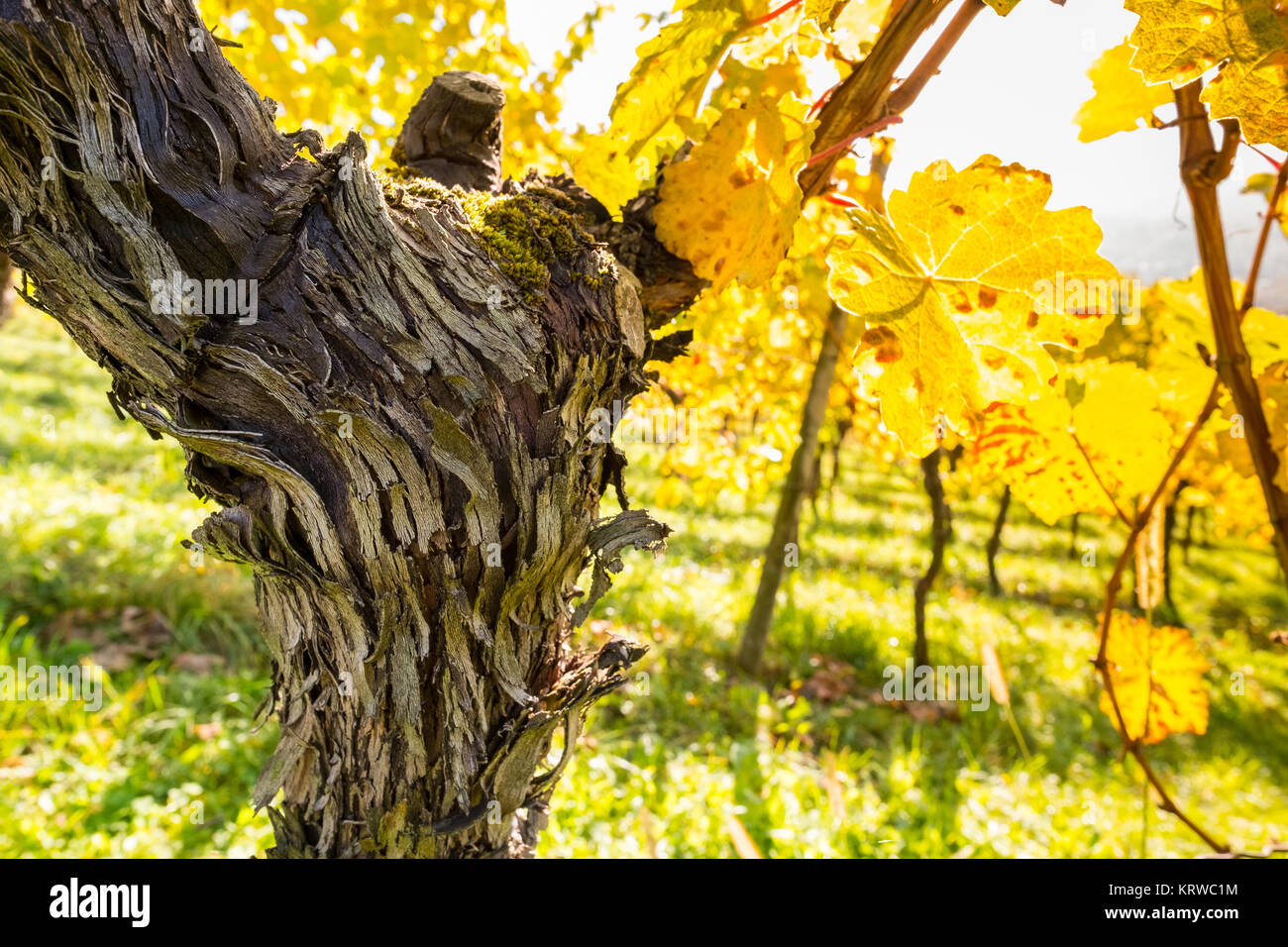 old gnarled vine with fissured bark and yellow vine leaf Stock Photo
