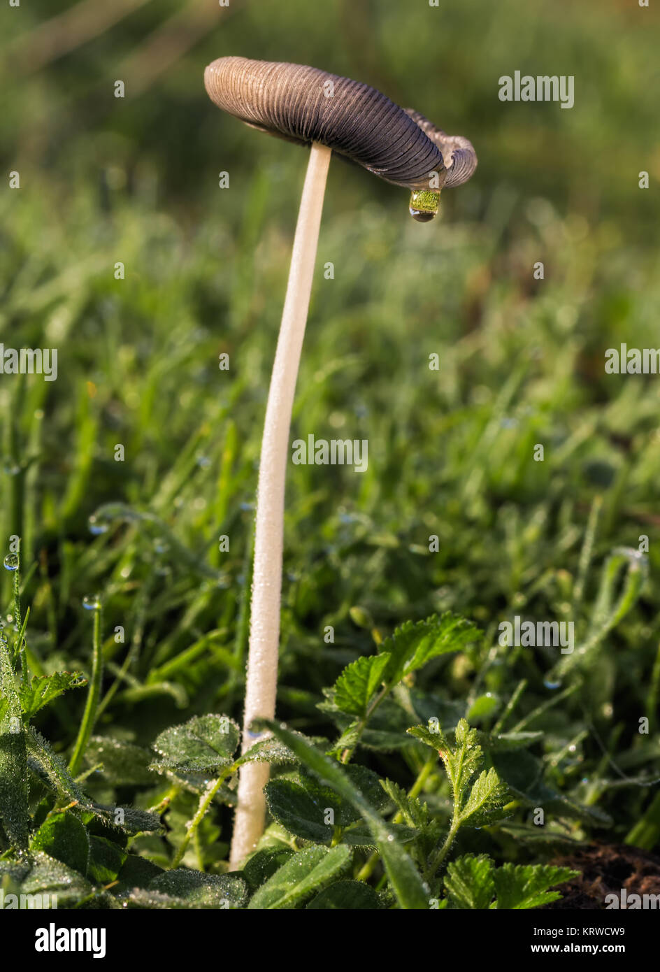 Ecosistema de la naturaleza hires stock photography and images Alamy