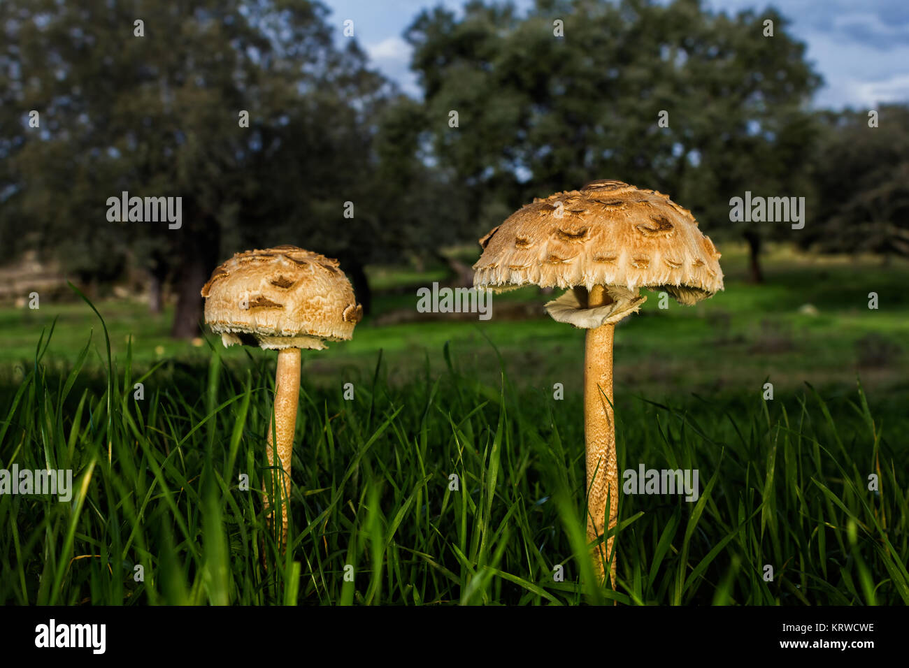 Macrolepiota procera. Edible excellent, being a very popular mushroom. Stock Photo