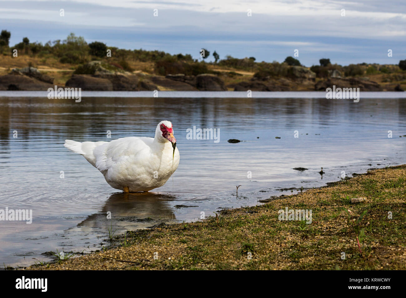 Duck photographed in their natural environment. Stock Photo