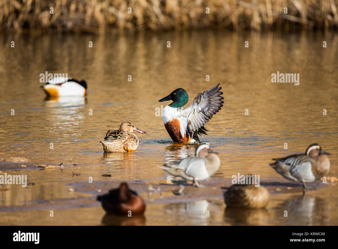 Ducks in the National Park of Tablas de Daimiel. Spain. Stock Photo