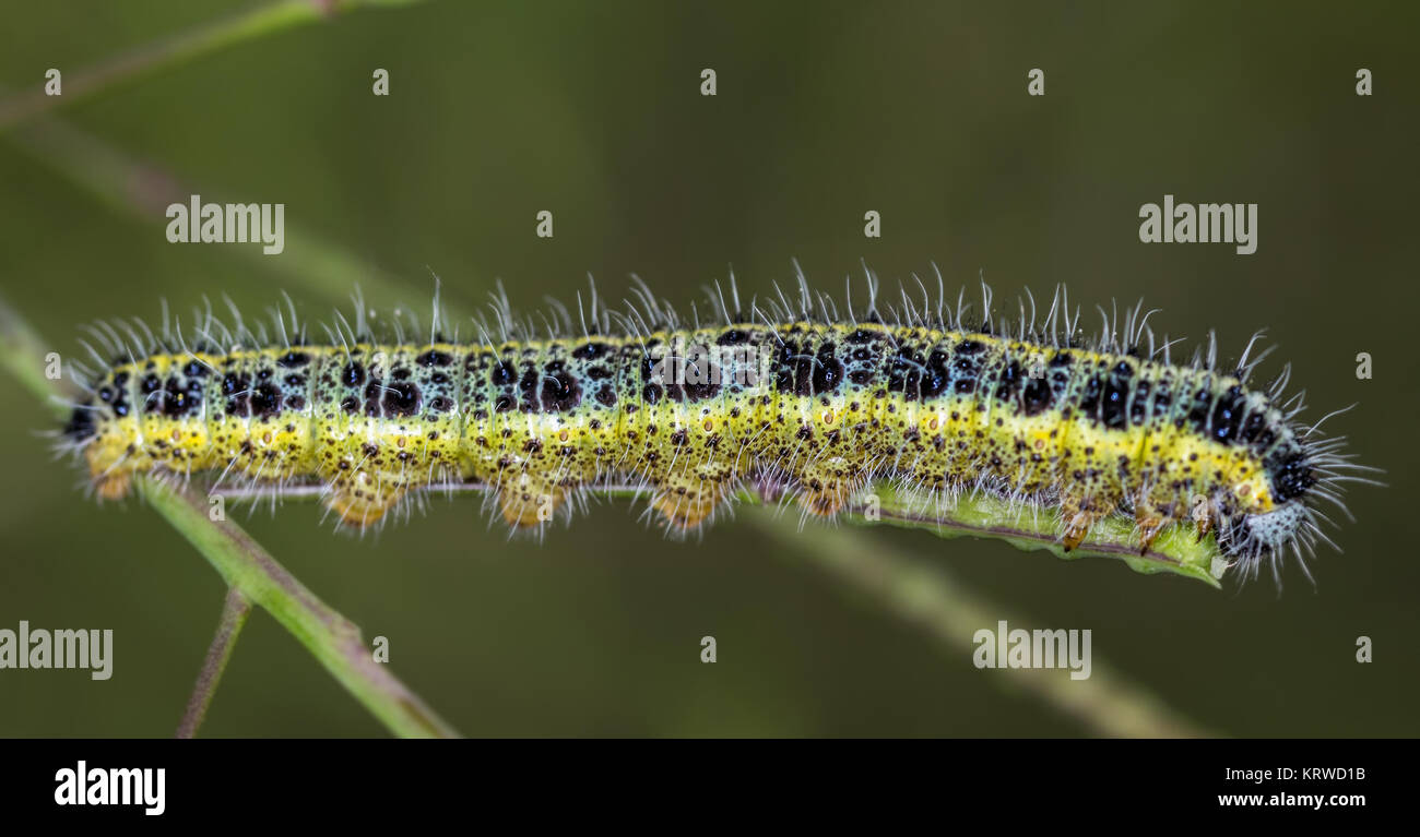 Caterpillar photographed in their natural environment. Stock Photo