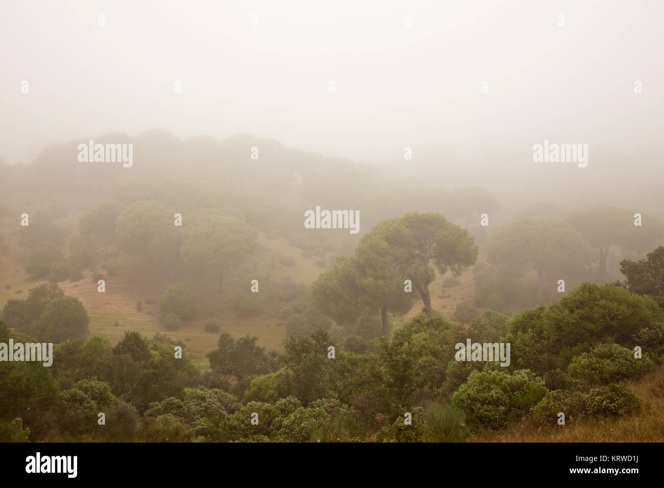 Pine forest in the province of Caceres. Spain. Stock Photo