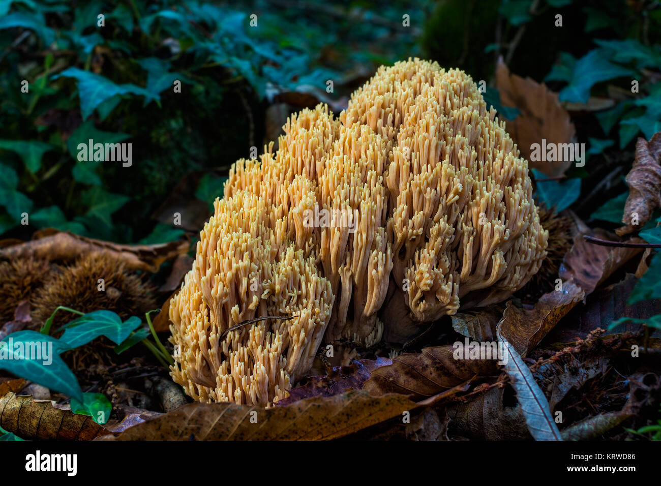 Ramaria formosa, commonly known as the beautiful clavaria, handsome clavaria, yellow-tipped- or pink coral fungus, is a coral fungus found in Europe a Stock Photo