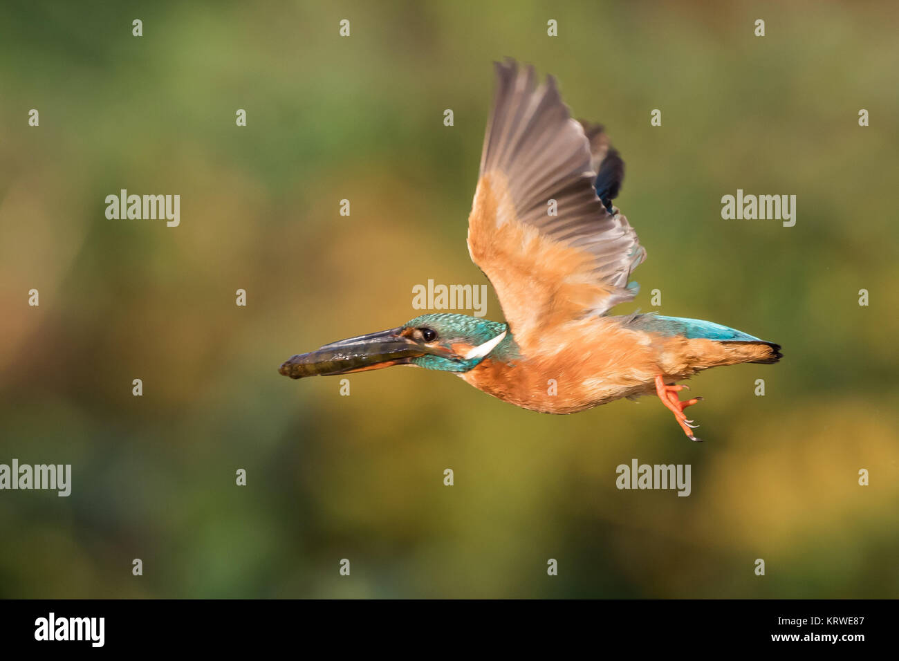 flying kingfisher with fish Stock Photo