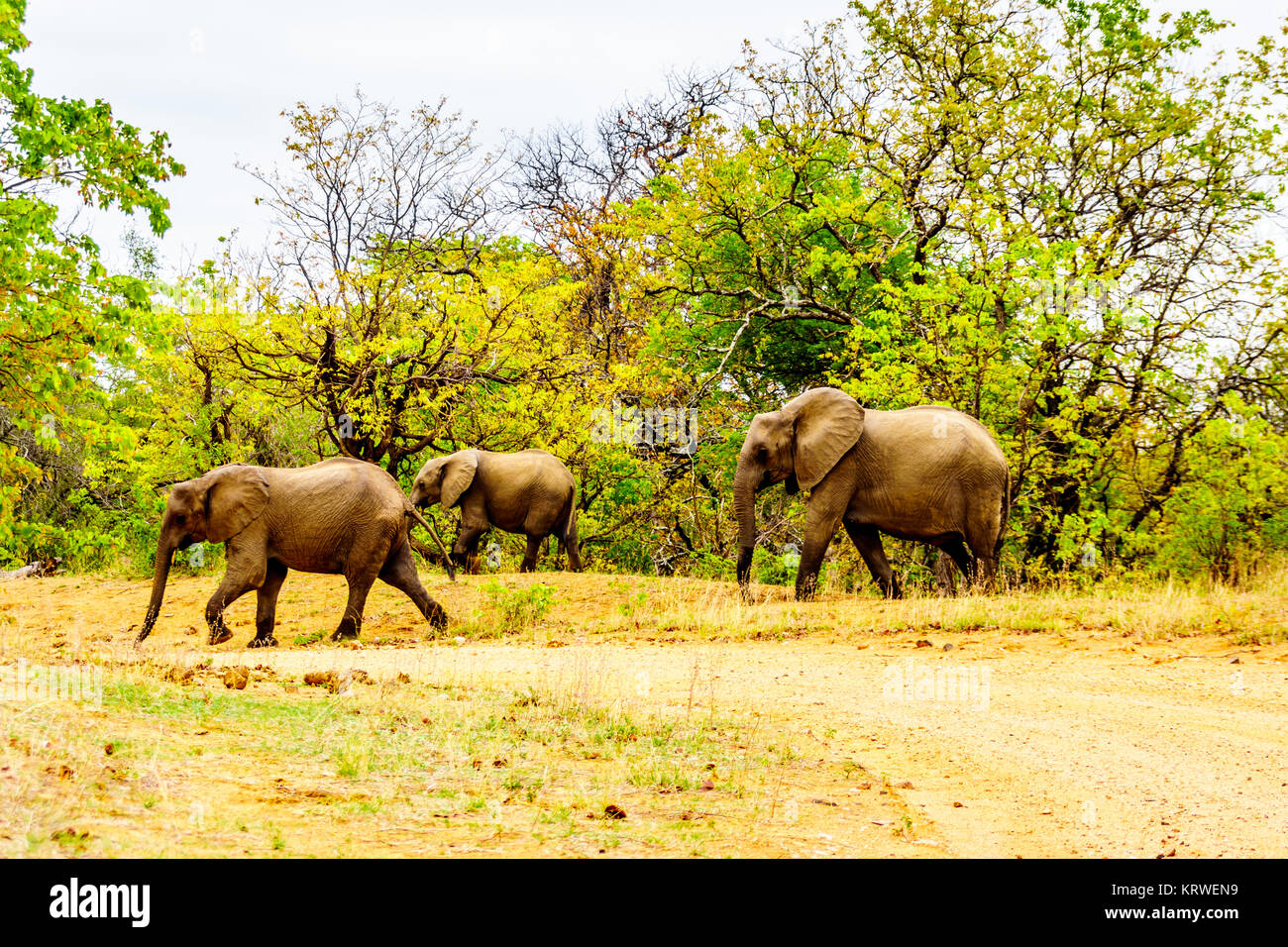 Elephant Family coming from the Letaba River to go back into the forest of Kruger National Park in South Africa Stock Photo