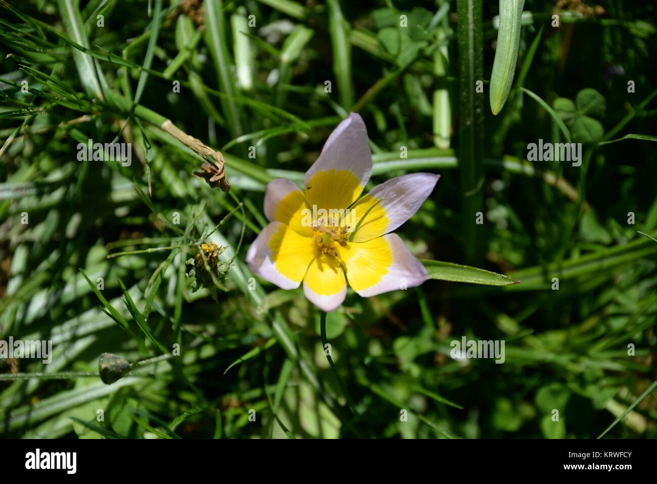 Einzelblute hires stock photography and images Alamy