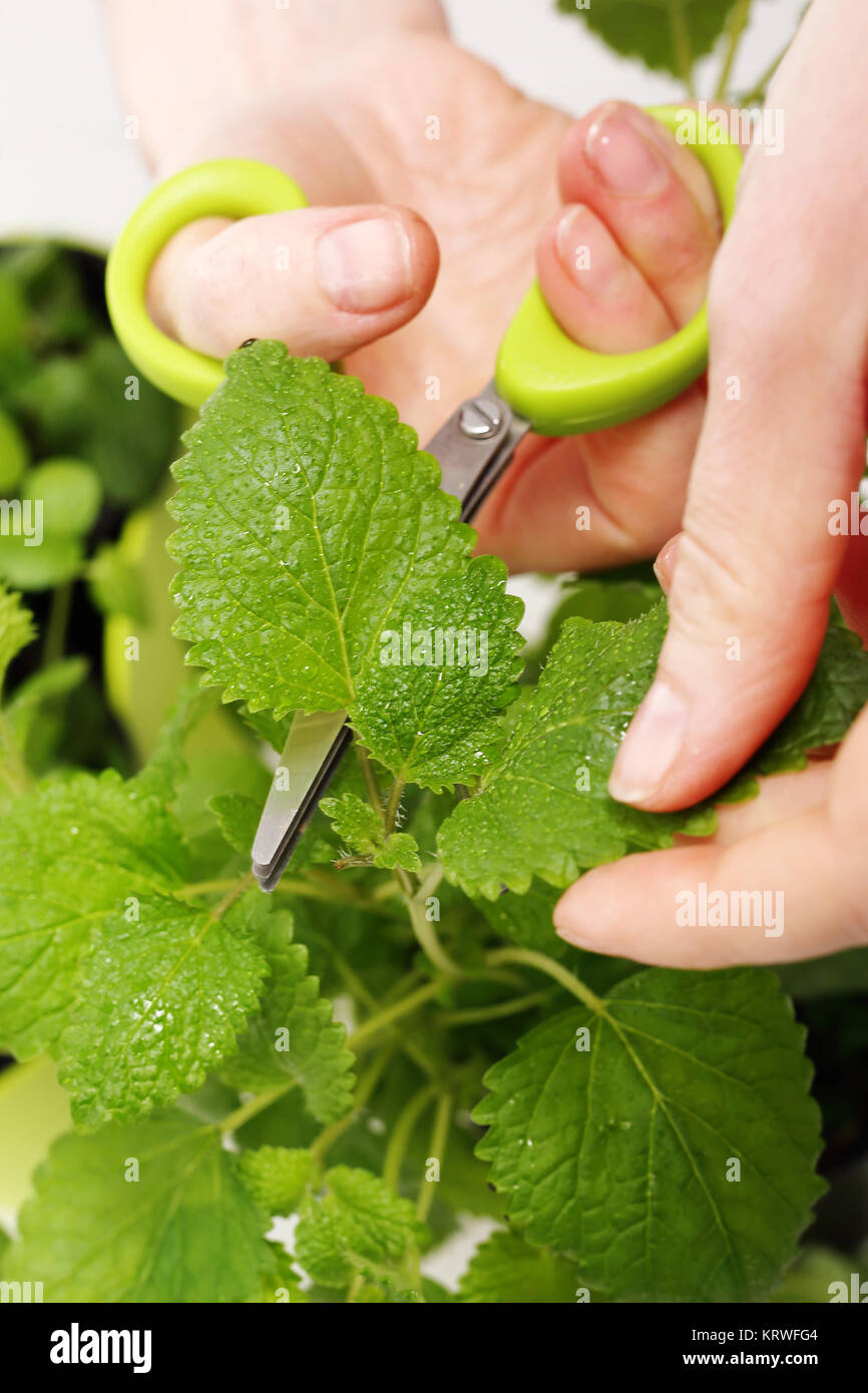 scissors for herbs. mint,home grown herbs. herbs in the kitchen Stock