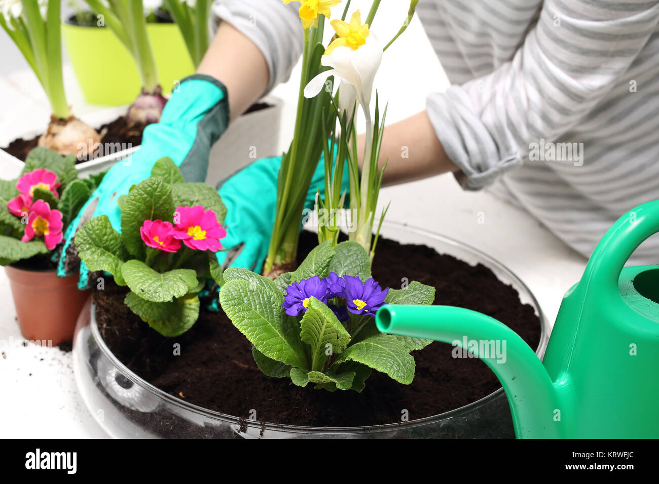 planting flowers planting flowers,flower arrangement Stock Photo Alamy