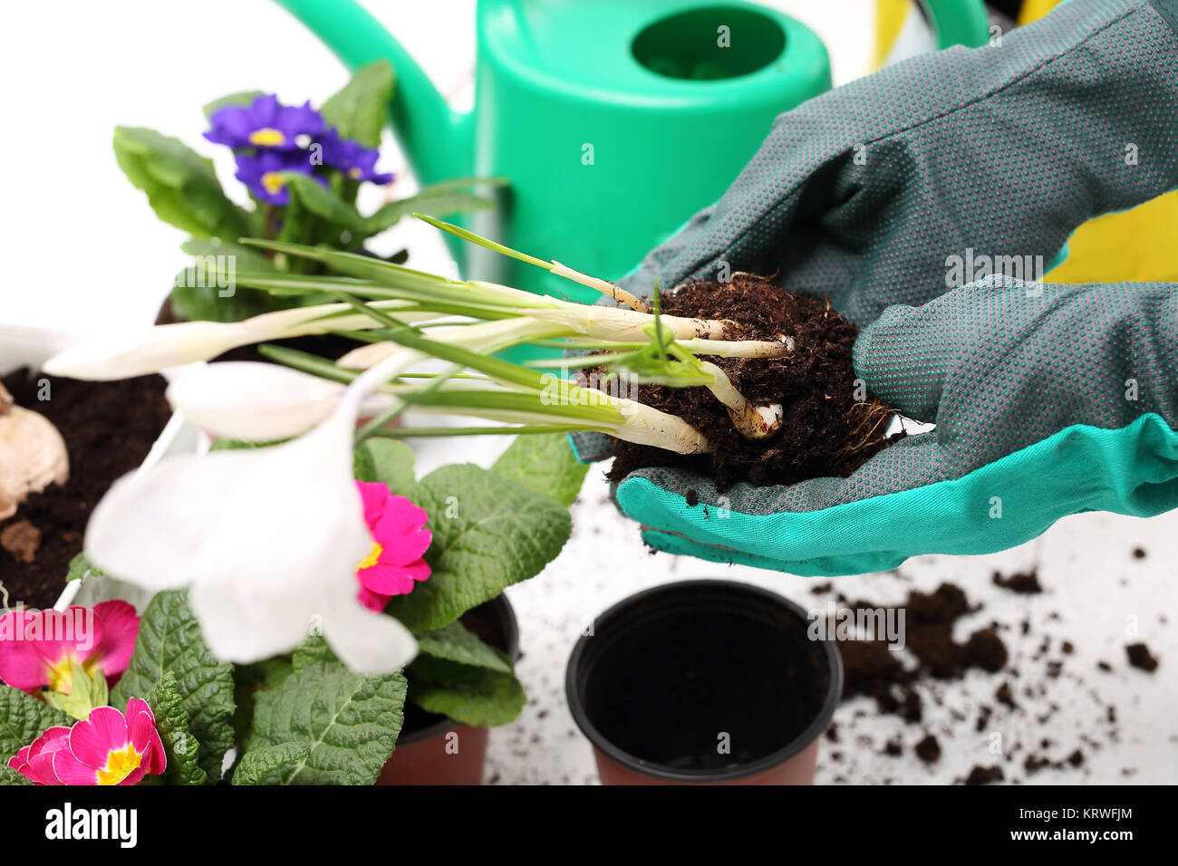 planting plants,flower arrangement Stock Photo - Alamy