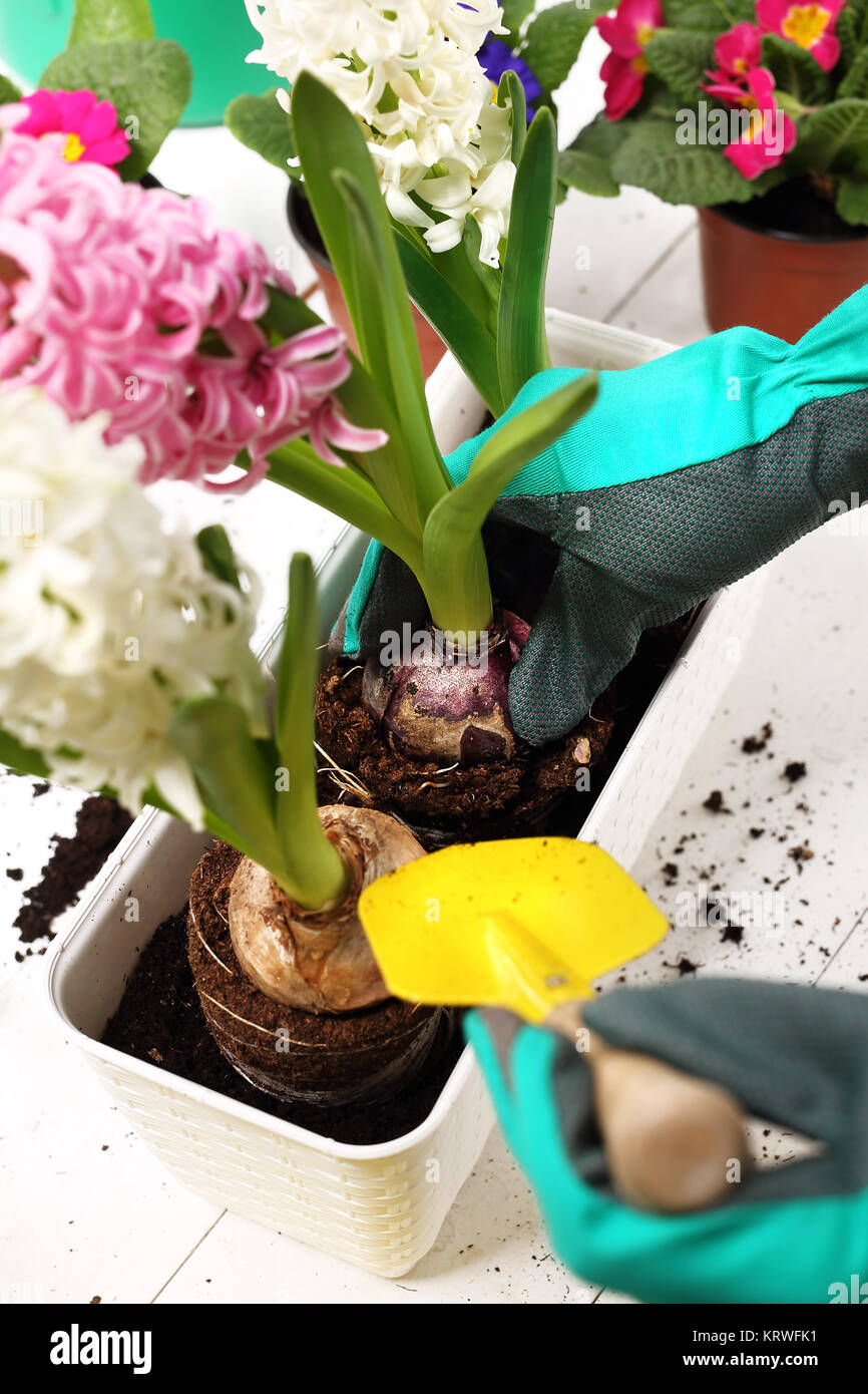 planting bulb plants,hyacinth. hyacinth,transplanting plants Stock