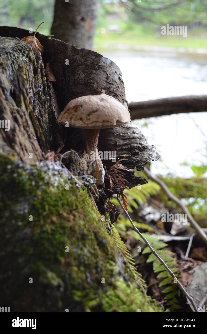 A mushroom growing in an old tree stump Stock Photo - Alamy