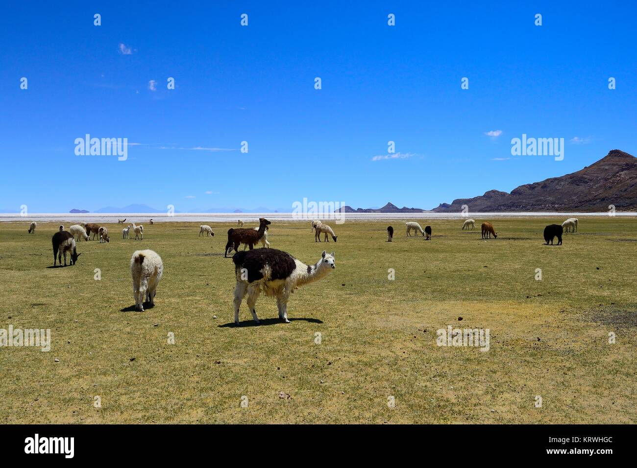 Grazing Llamas (Lama glama), Salar de Uyuni, Tahua, Potosi, Bolivia Stock Photo
