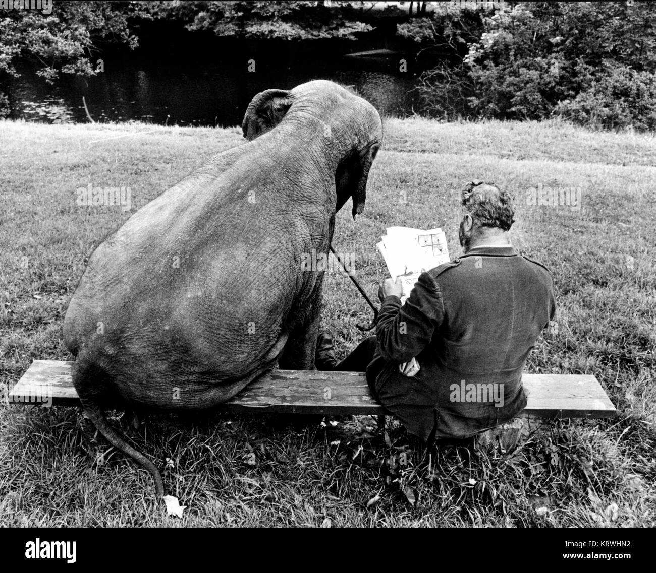 Elephant and man on park bench, England, Great Britain Stock Photo