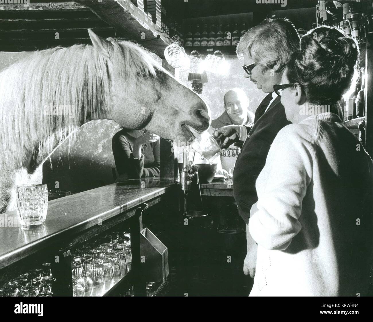 Horse drinks at a pub, England, Great Britain Stock Photo