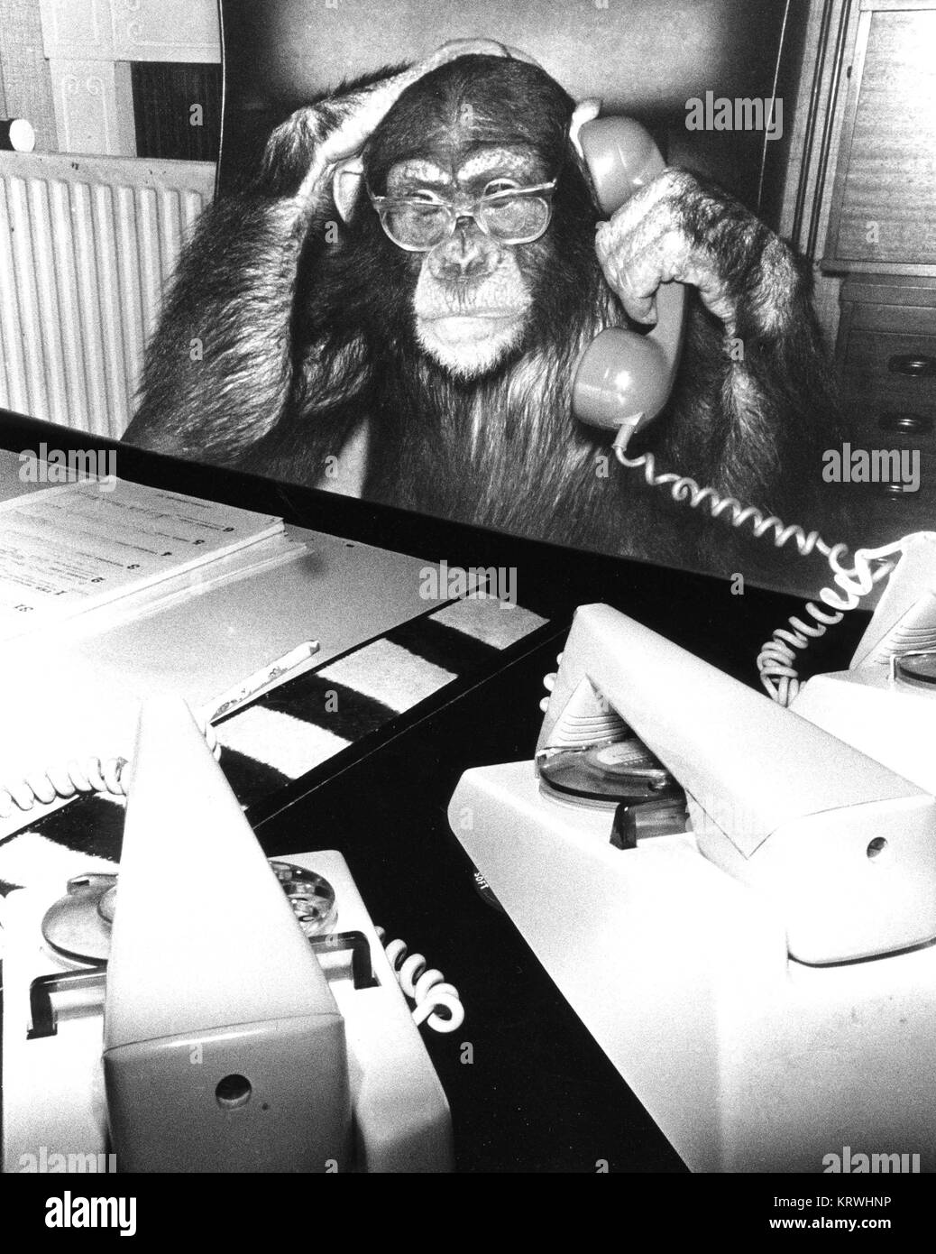 Chimpanzee on the phone, England, Great Britain Stock Photo