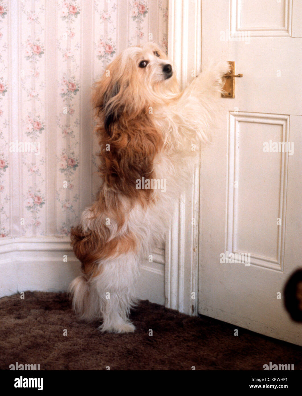 Dog opens door, England, Great Britain Stock Photo Alamy