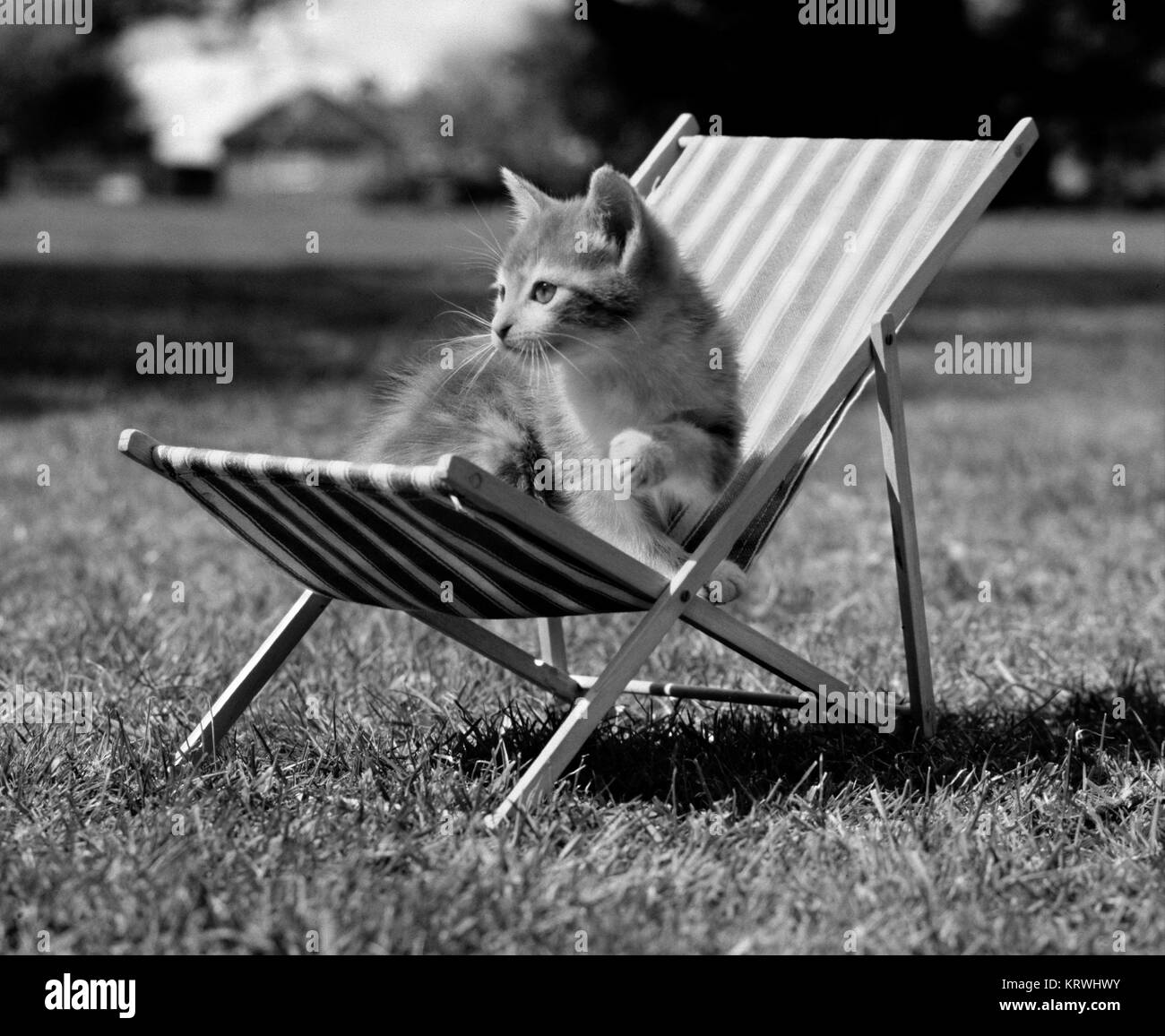 Cat sits in deck chair, England, Great Britain Stock Photo